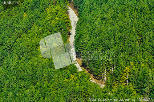 Image of Road in the Forest