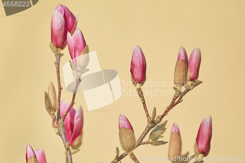 Image of Pink Magnolia Flowers
