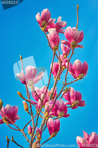 Image of Magnolia Flowers against the Sky