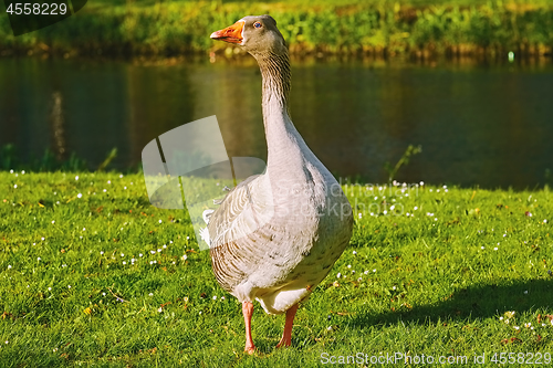 Image of Grey Goose on the Grass