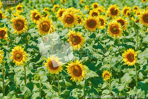 Image of Sunflowers Field in Bulgaria