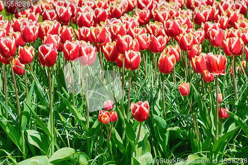 Image of Flowerbed of Tulips