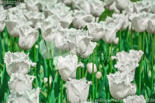 Image of White Fringed Tulips