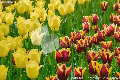 Image of Flowerbed of Tulips