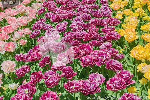 Image of Tulips Flower Bed 