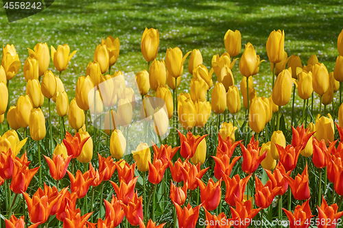 Image of Red and Yellow Tulips