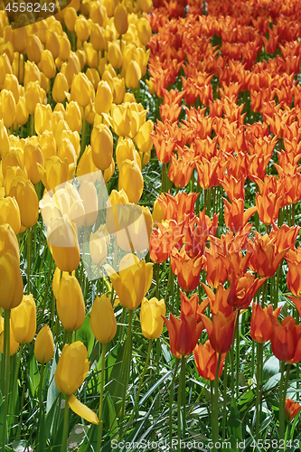 Image of Red and Yellow Tulips