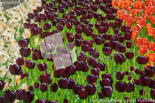 Image of Flowerbed of Tulips