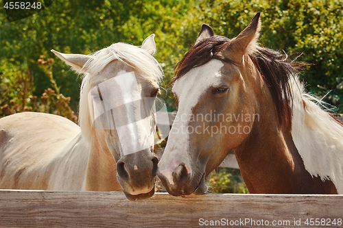 Image of Portrait of Horse