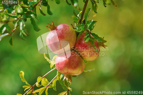 Image of Mature Pomegranate Fruits