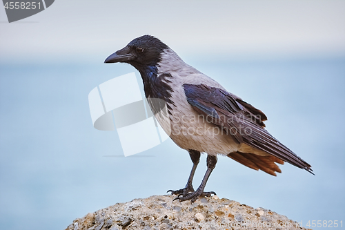 Image of Crow on the Stone