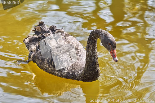 Image of Black Swan on the Pond