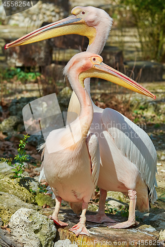 Image of Pink Pelicans on the Stump