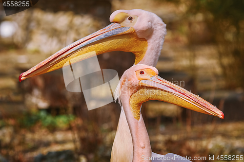 Image of Portrait of Two Pelicans