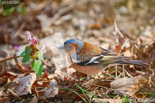 Image of Common Chaffinch (Fringilla Coelebs)