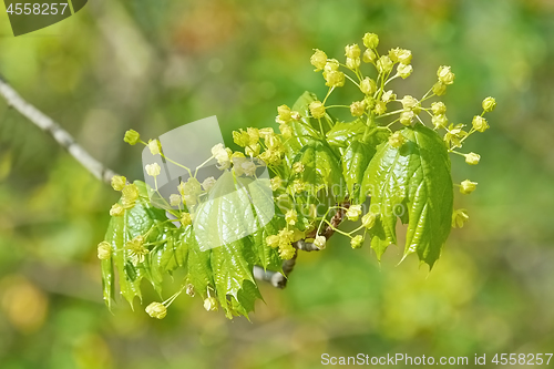 Image of Young Maple Leaves