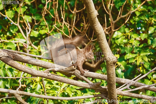 Image of Squirrel on a Tree