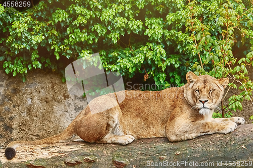 Image of Lioness on the Log