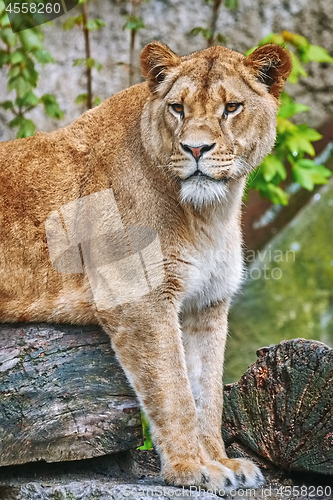 Image of Lioness on the Log