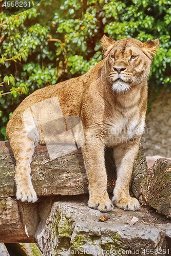 Image of Lioness on the Log