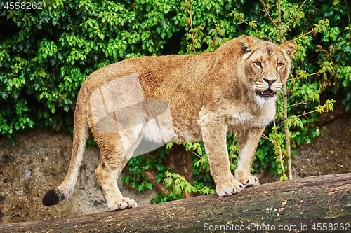 Image of Lioness on the Log