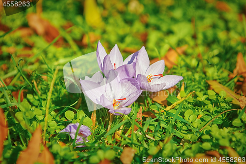 Image of Saffron Crocus Blooming