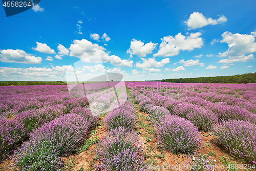 Image of Lavender Field in Bulgaria