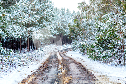 Image of Car tracks carved through snow in pine forest