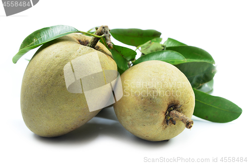 Image of Fresh sapodilla tropical fruit