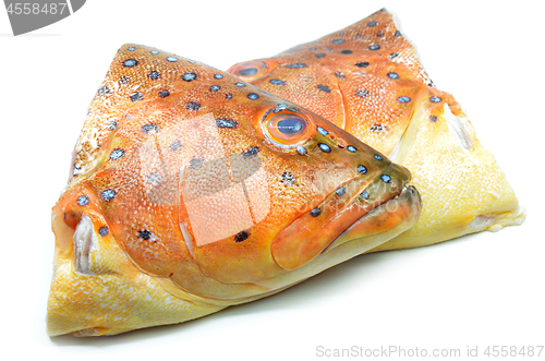Image of Grouper fish head on white background
