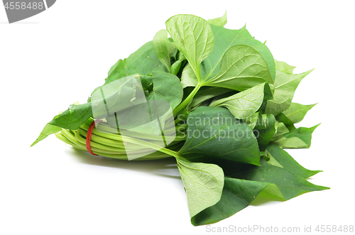 Image of Bunch of sweet potatos leaves