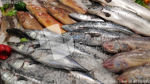 Image of Fresh fish at a fish market