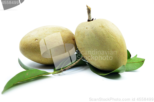 Image of Fresh sapodilla tropical fruit