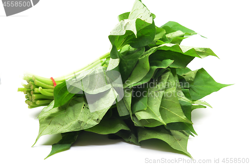 Image of Bunch of sweet potatos leaves