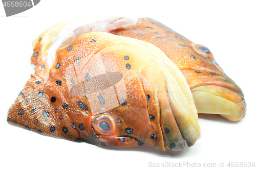 Image of Grouper fish head on white background