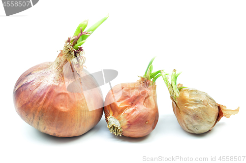 Image of Onion bulb with green sprout
