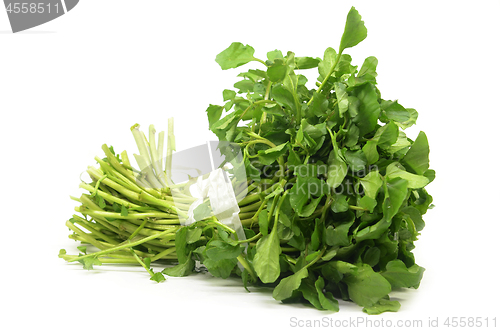 Image of Freshly picked organic watercress