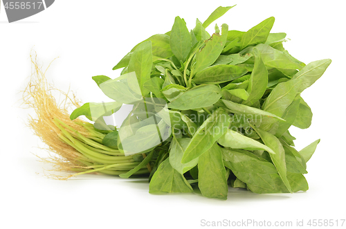 Image of Fresh Chinese spinach isolated