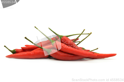 Image of Red hot chilli pepper isolated