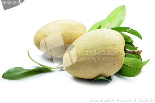 Image of Fresh sapodilla tropical fruit