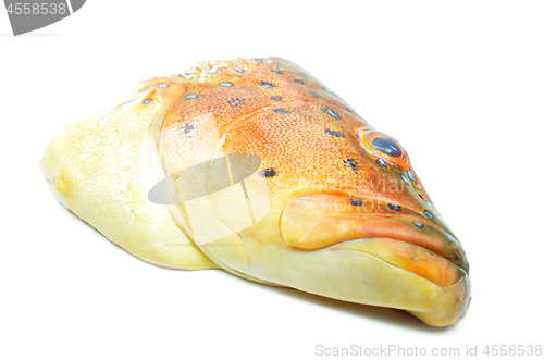 Image of Grouper fish head on white background