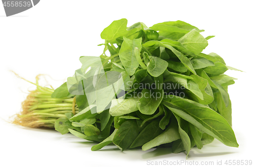 Image of Fresh Chinese spinach isolated