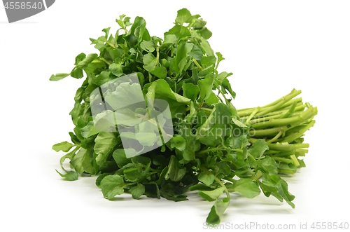 Image of Freshly picked organic watercress