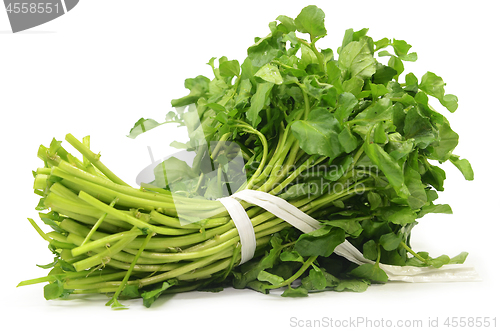 Image of Freshly picked organic watercress