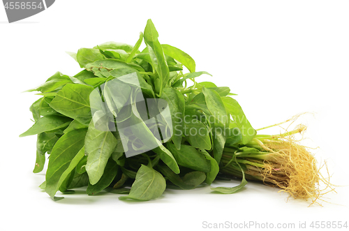 Image of Fresh Chinese spinach isolated