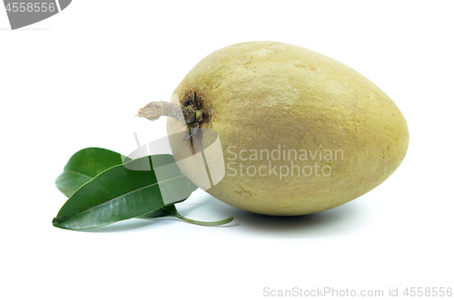 Image of Fresh sapodilla tropical fruit