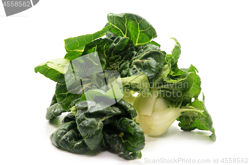 Image of Milk cabbage bok choy