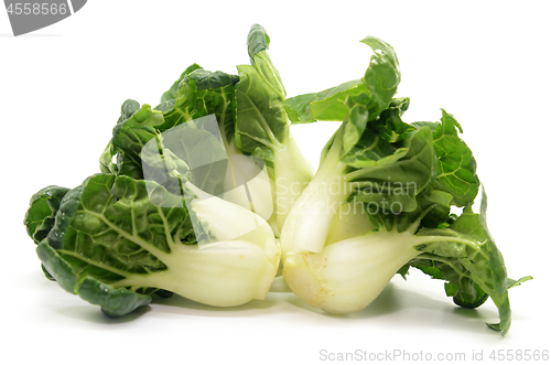 Image of Milk cabbage bok choy