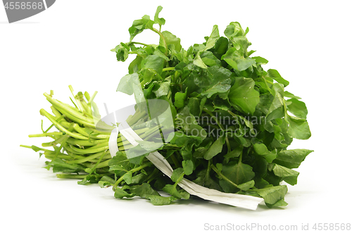 Image of Freshly picked organic watercress