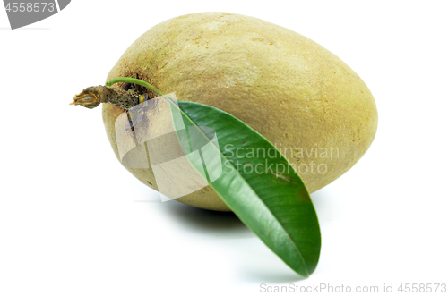 Image of Fresh sapodilla tropical fruit